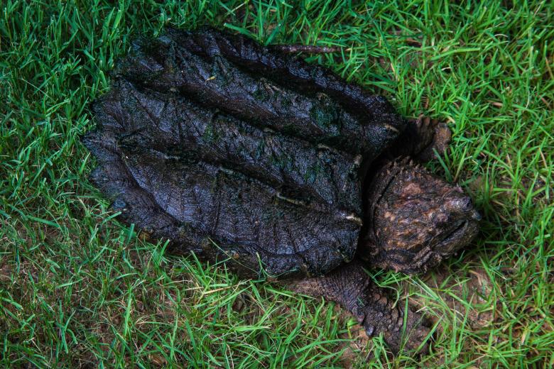 Free stock image of Alligator Snapping Turtle created by Jared Davidson
