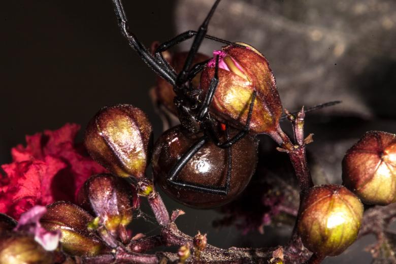 Free stock image of Black Widow Spider created by Jared Davidson