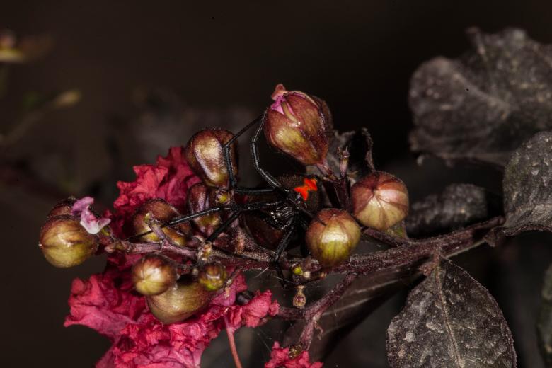 Free stock image of Black Widow Spider created by Jared Davidson