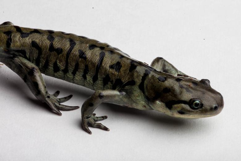 Free stock image of Tiger Salamander isolated on white created by Jared Davidson