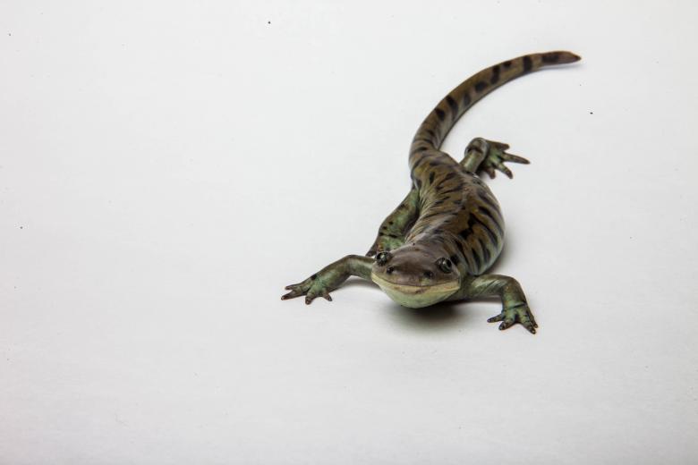 Free stock image of Tiger Salamander isolated on white created by Jared Davidson