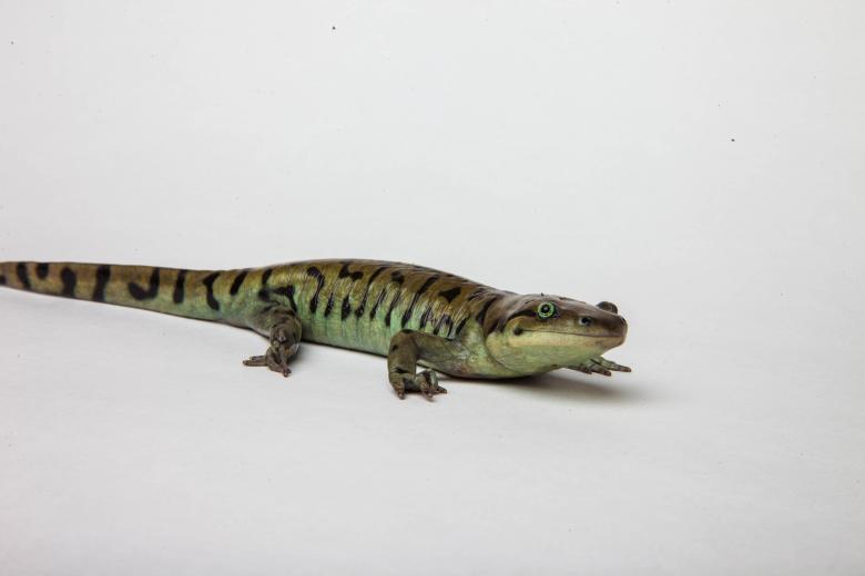 Free stock image of Tiger Salamander isolated on white created by Jared Davidson