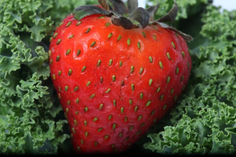 Free stock image of Red Strawberry on kale created by Jared Davidson