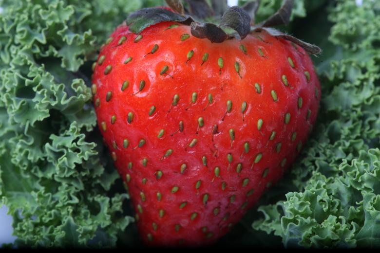 Free stock image of Red Strawberry on kale created by Jared Davidson
