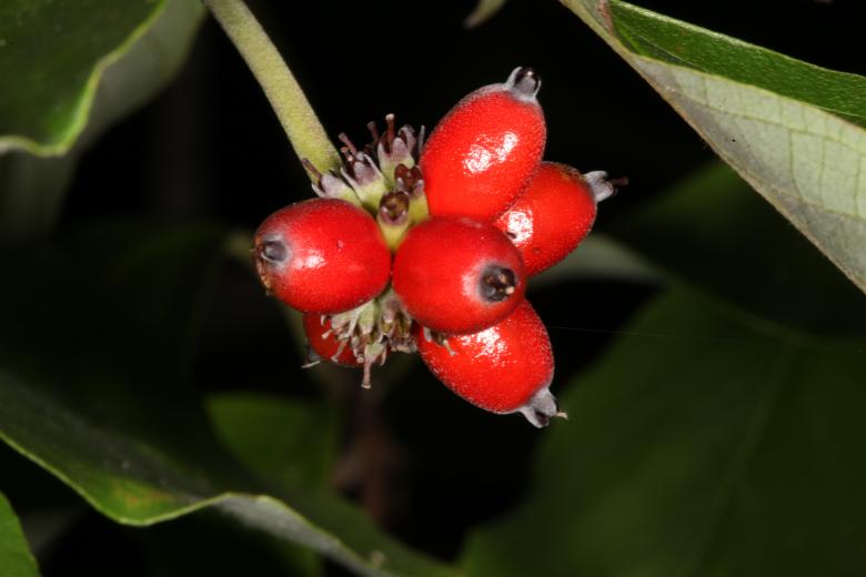 Free stock image of Red Berries created by Jared Davidson