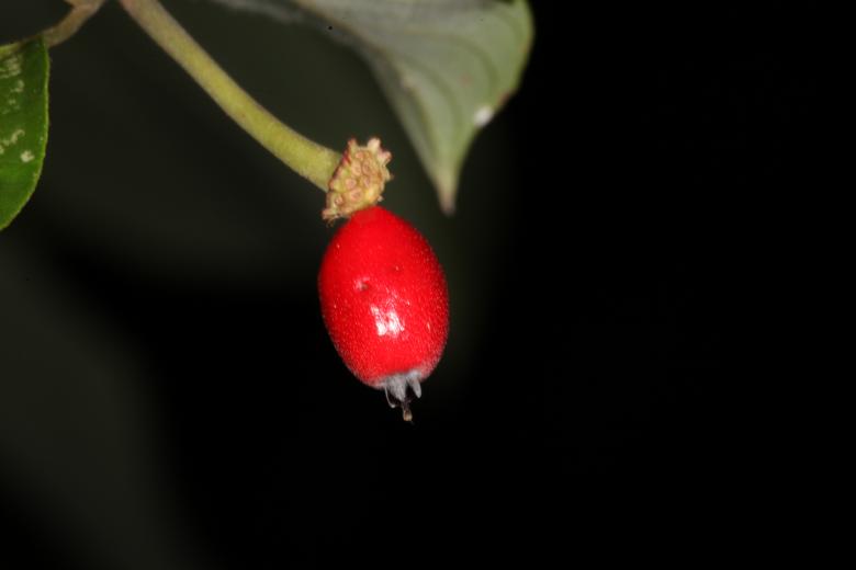 Free stock image of Red Berry created by Jared Davidson
