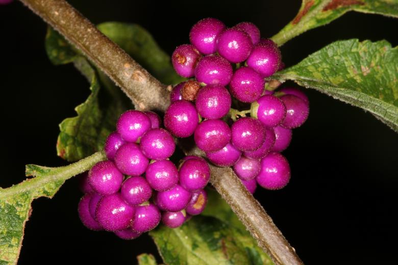 Free stock image of Purple Berries created by Jared Davidson