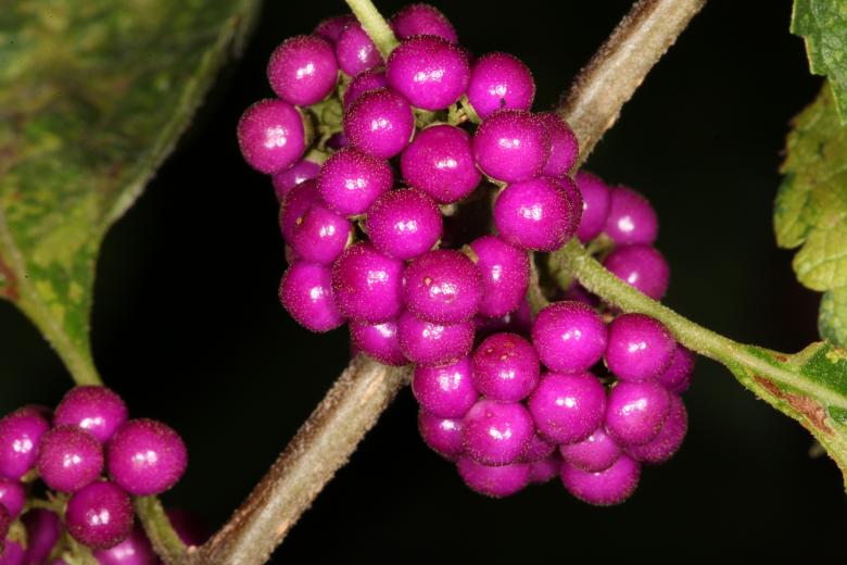 Free stock image of Purple Berries created by Jared Davidson