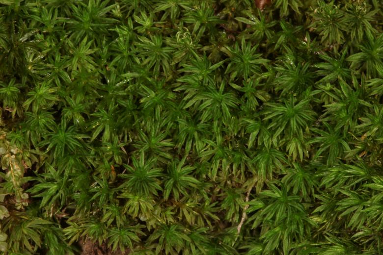 Free stock image of Moss texture created by Jared Davidson