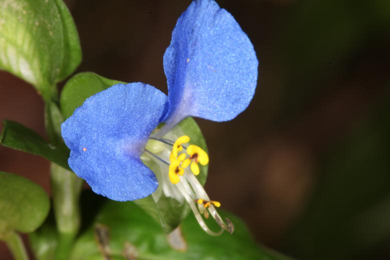 Free stock image of Blue Flower macro created by Jared Davidson