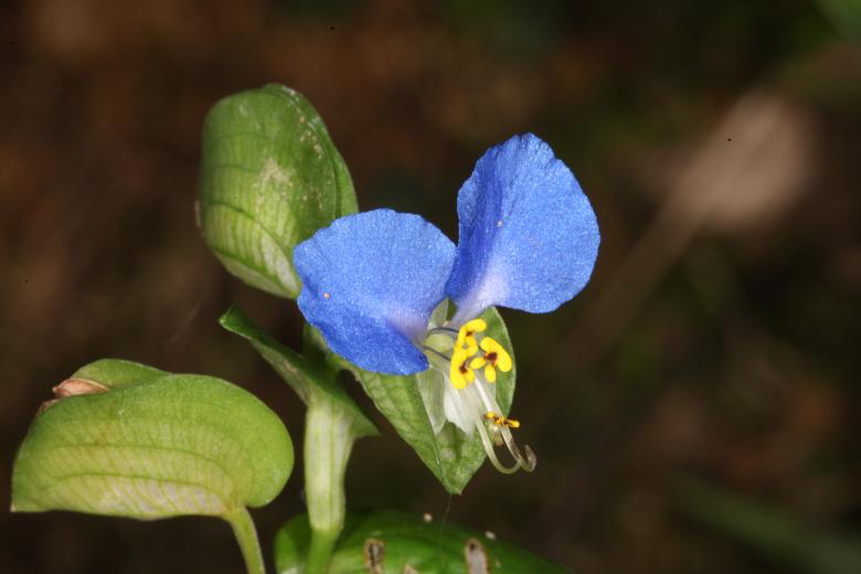 Free stock image of Blue Flower macro created by Jared Davidson