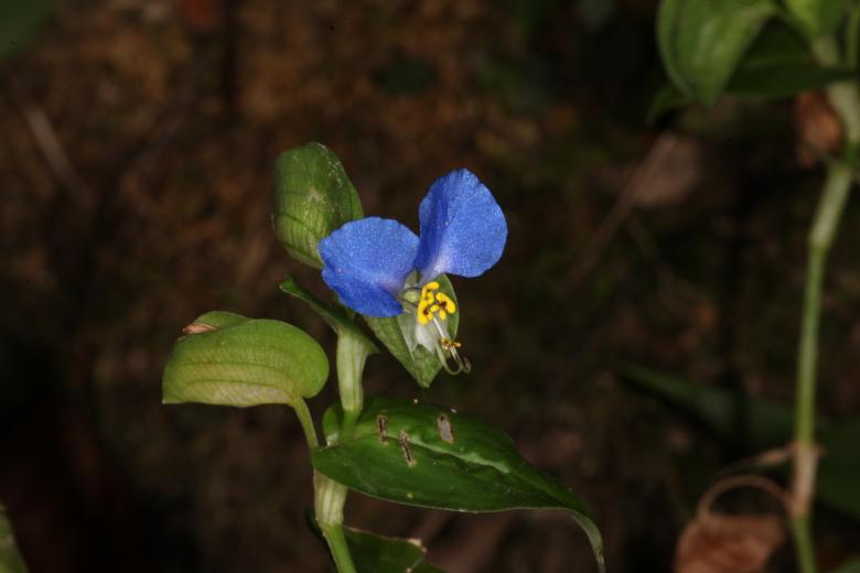 Free stock image of Blue Flower macro created by Jared Davidson