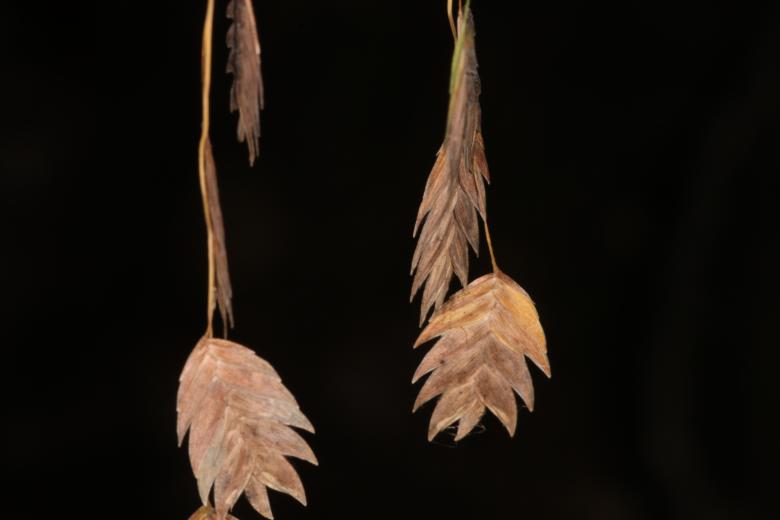 Free stock image of Brown grain petals created by Jared Davidson