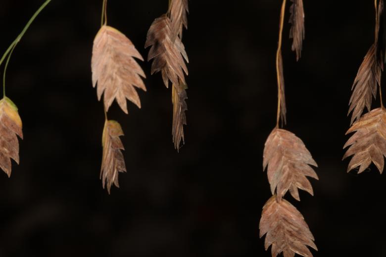 Free stock image of Brown grain petals created by Jared Davidson