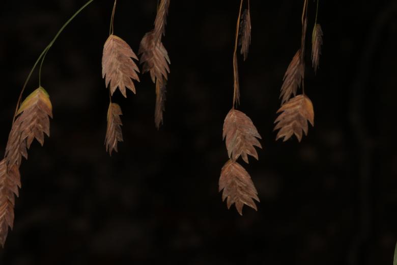 Free stock image of Brown grain petals created by Jared Davidson