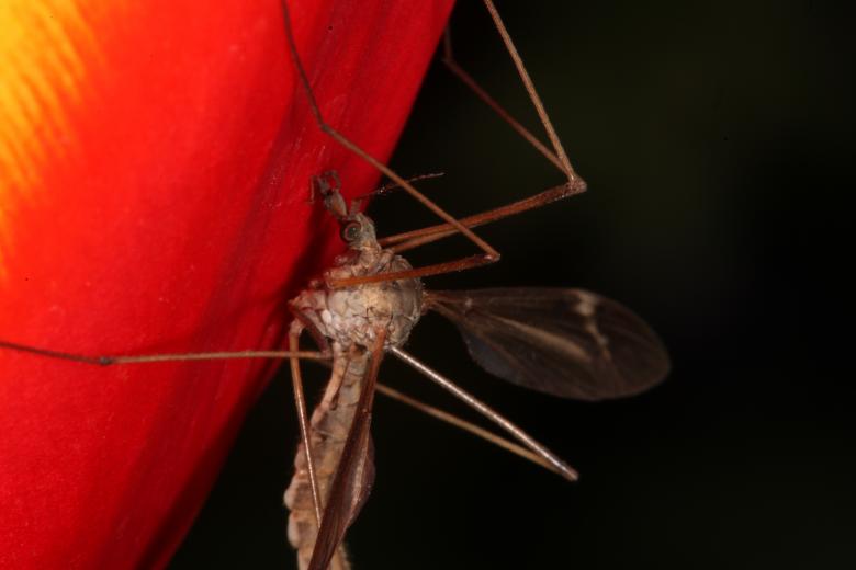Free stock image of Red Tulip with Cranefly created by Jared Davidson