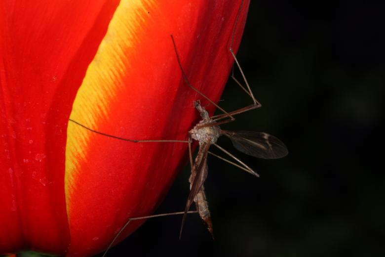 Free stock image of Red Tulip with Cranefly created by Jared Davidson
