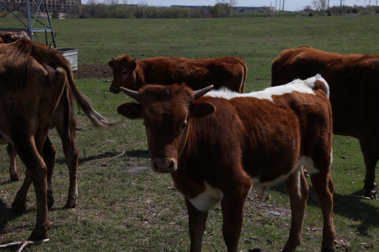 Free stock image of Texas Longhorns created by Jared Davidson