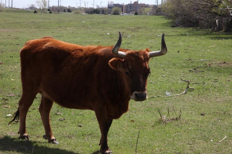 Free stock image of Texas Longhorn created by Jared Davidson