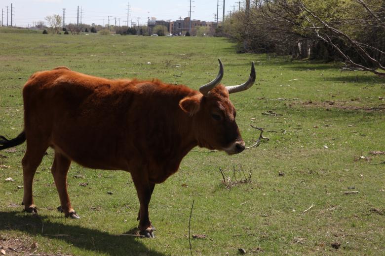Free stock image of Texas Longhorn created by Jared Davidson
