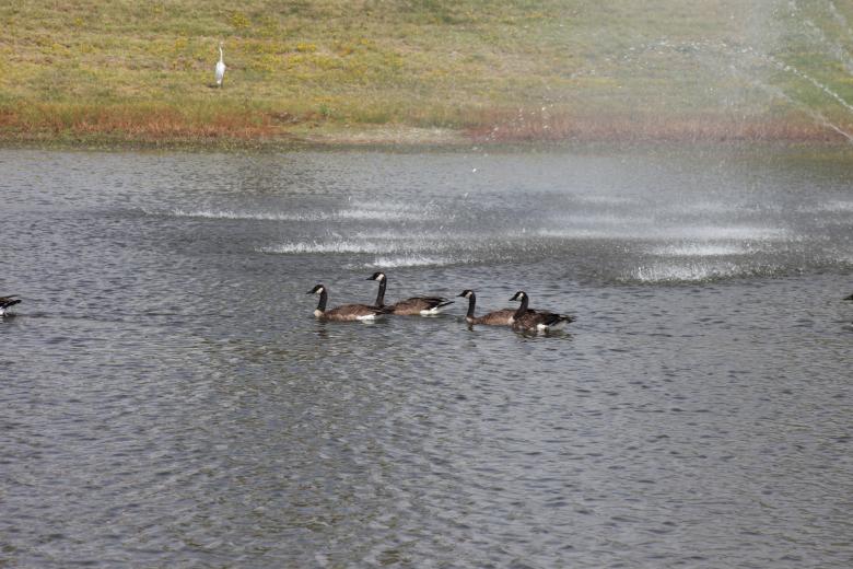 Free stock image of Canadian Geese created by Jared Davidson