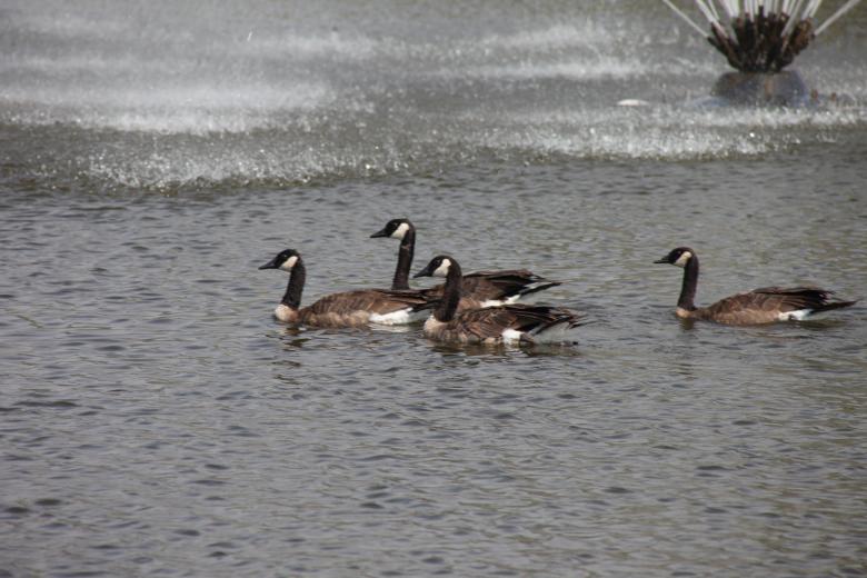 Free stock image of Canadian Geese created by Jared Davidson