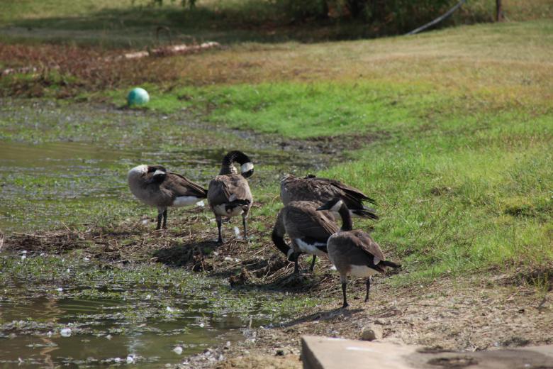 Free stock image of Canadian Geese created by Jared Davidson