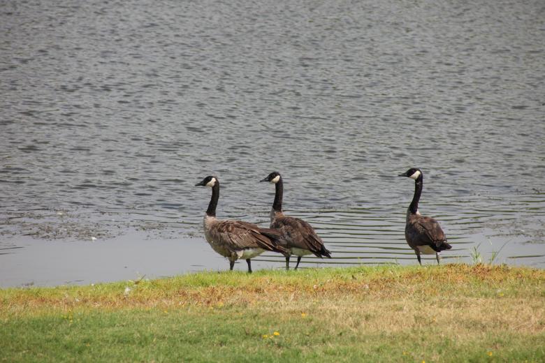 Free stock image of Canadian Geese created by Jared Davidson