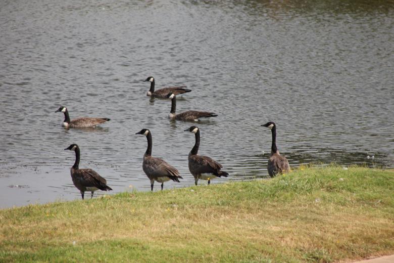 Free stock image of Canadian Geese created by Jared Davidson