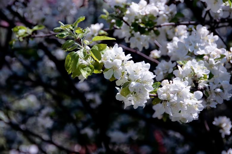 Free stock image of Flowers on appletree created by 2happy