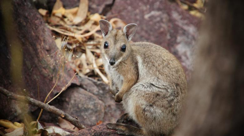 Free stock image of Hiding Wallaby created by Greyson Ferguson