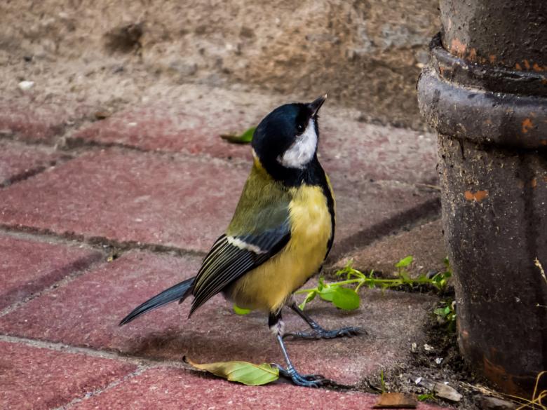 Free stock image of Small fellow looking up  created by Janis Urtans
