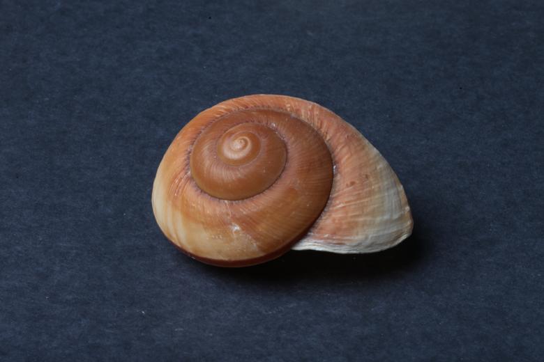 Free stock image of Seashell on dark background created by Jared Davidson