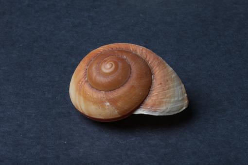 Free Stock Photo of Seashell on dark background