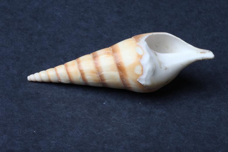Free stock image of Seashell on dark background created by Jared Davidson
