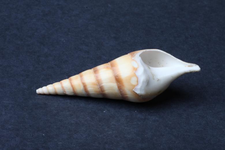 Free stock image of Seashell on dark background created by Jared Davidson