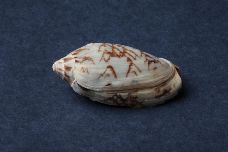 Free stock image of Seashell on dark background created by Jared Davidson