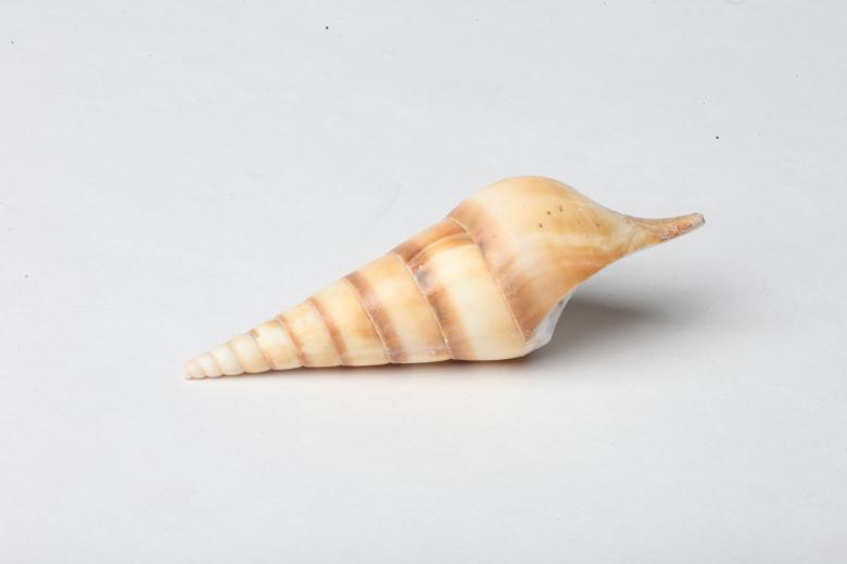 Free stock image of Seashell isolated on white background created by Jared Davidson