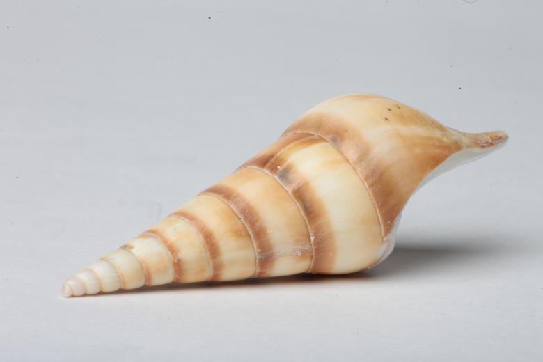 Free stock image of Seashell isolated on white background created by Jared Davidson