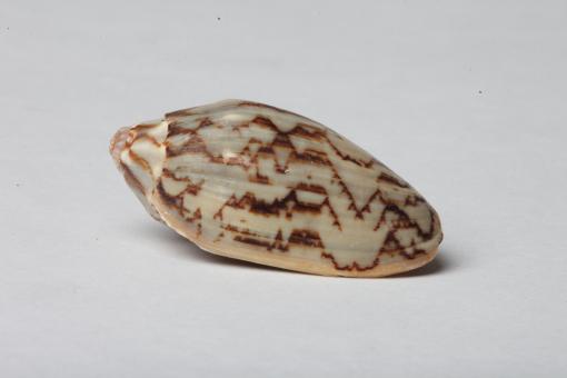 Free Stock Photo of Seashell isolated on white background