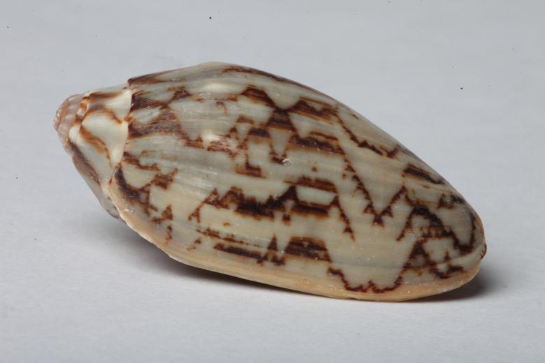 Free stock image of Seashell isolated on white background created by Jared Davidson