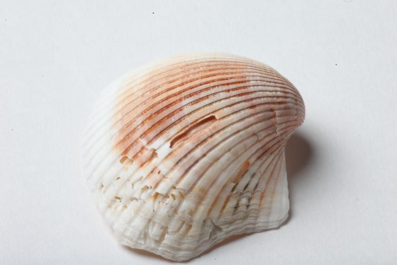 Free stock image of Seashell isolated on white background created by Jared Davidson