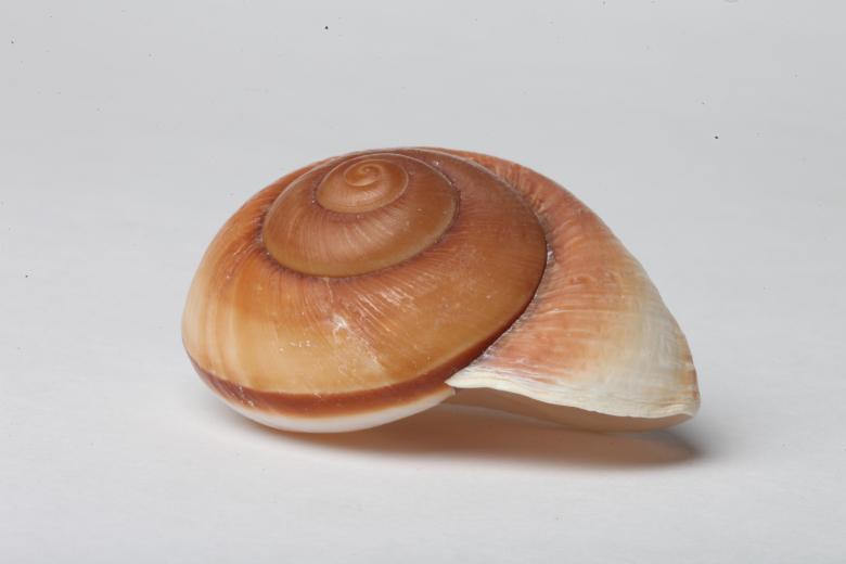 Free stock image of Seashell isolated on white background created by Jared Davidson