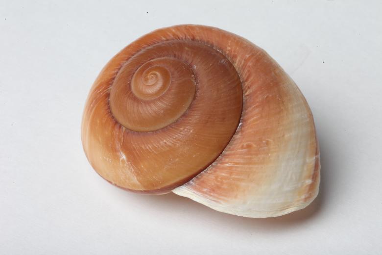 Free stock image of Seashell isolated on white background created by Jared Davidson