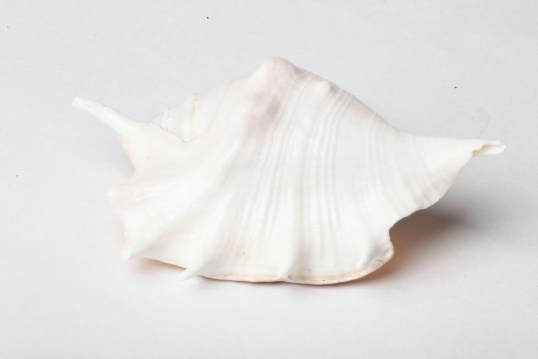 Free stock image of Seashell isolated on white background created by Jared Davidson