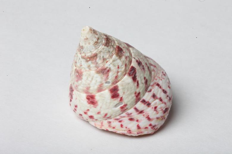 Free stock image of Seashell isolated on white background created by Jared Davidson
