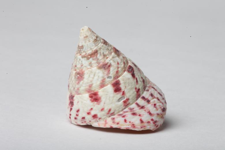 Free stock image of Seashell isolated on white background created by Jared Davidson