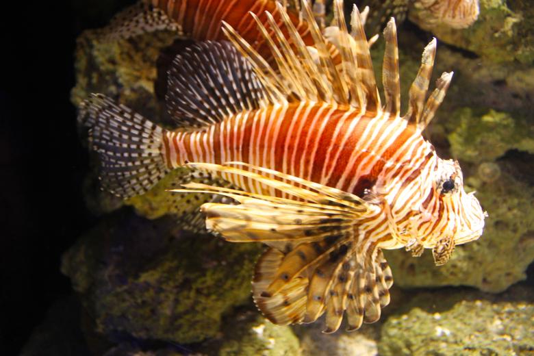 Free stock image of Lion fish created by Val Lawless