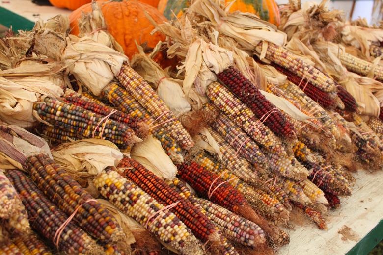 Free stock image of Indian corn created by Val Lawless