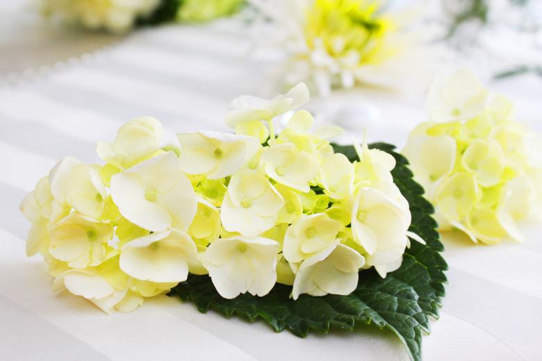 Free stock image of White flowers created by Val Lawless